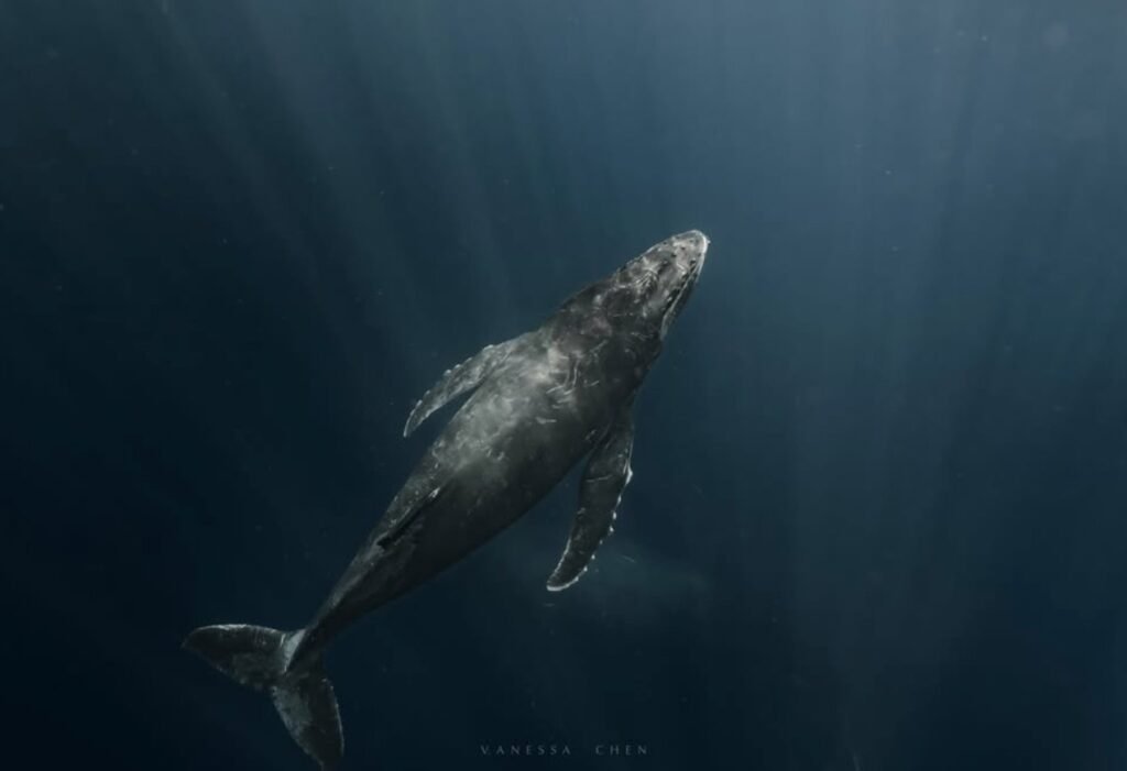 沖繩海域的大翅鯨 Humpback Whale