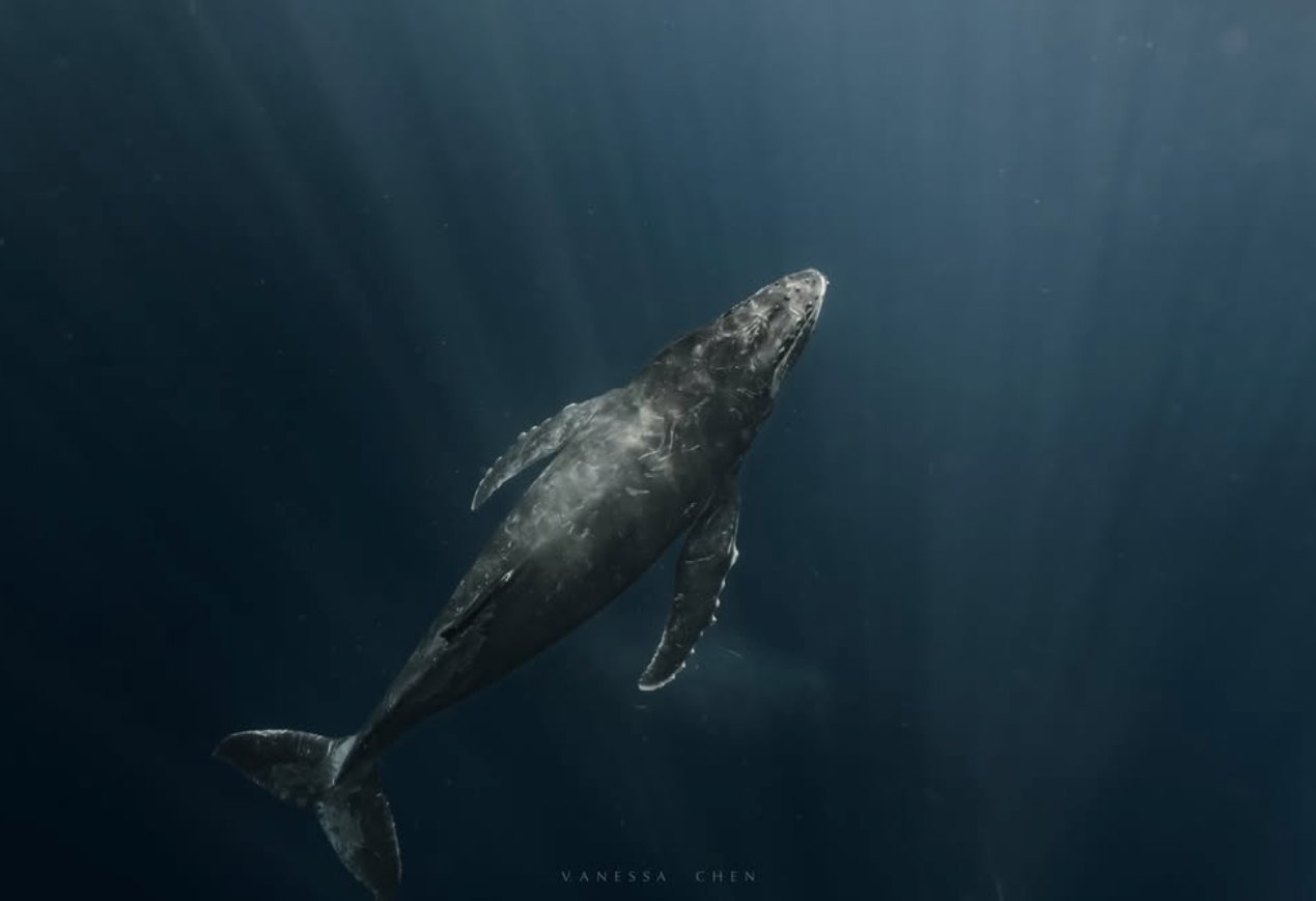 沖繩海域的大翅鯨 Humpback Whale